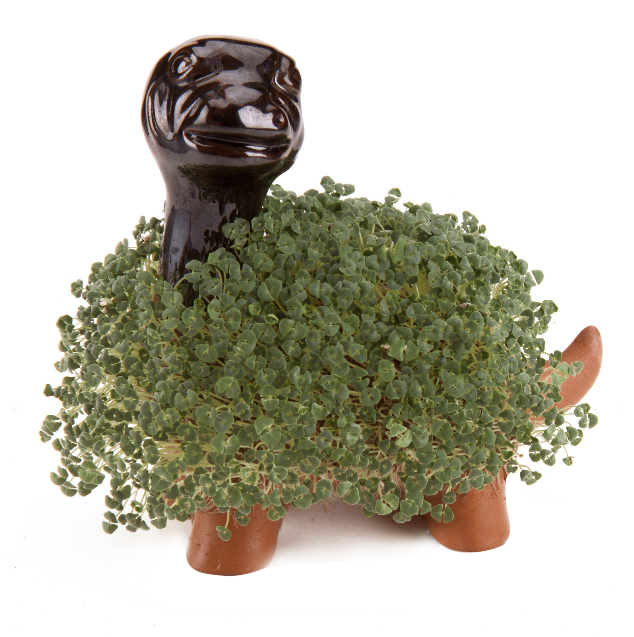Classic Dinosaur Chia Pet